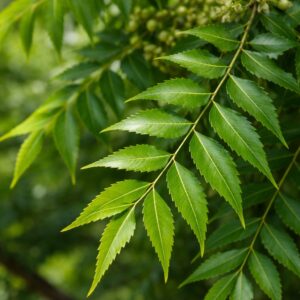 Neem Tree. neem tree leaves and neem tree imagese