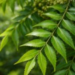 neem tree leaves and neem tree imagese