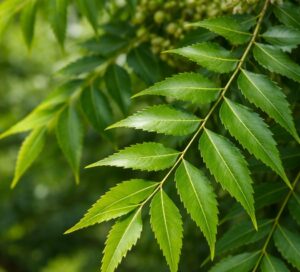 Neem Tree. neem tree leaves and neem tree imagese